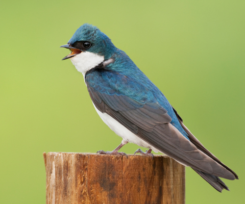 Swallow The Air