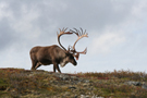 caribou