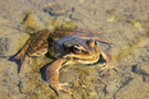 red-legged-frog