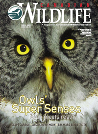WildlifeCover