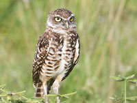 BurrowingOwl200
