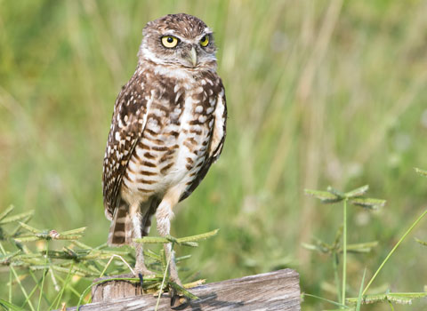 BurrowingOwl480