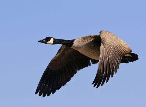 Migrating Canada Geese