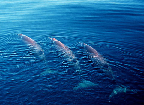 Norther-Bottlenosed-Whale480