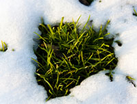 Photo Contest Theme - Spring-Melt