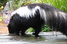 Skunks135