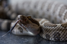 A Rocky Future for the Northern Pacific Rattlesnake