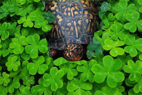 St. Paddy's Day