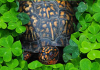 St. Paddy's Day