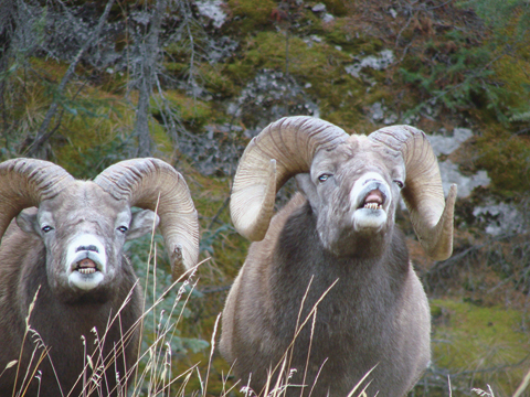 Sheep