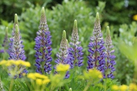 Purple and yellow can be an attractive combination in the garden
