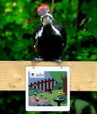 a young pileated woodpecker and Backyard Habitat Certification sign