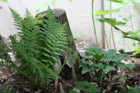 Natural elements like rocks, logs and stumps can be attractive and improve the feel of a garden 
