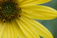 Flowrs of our garden screensaver