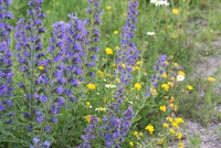 potential weeds
