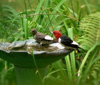red-headed woodpeckers enjoying a drink at a birdbath