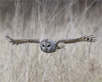 Barred owl