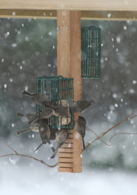 Birds at feeder