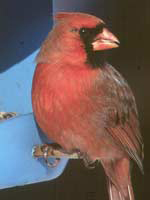 Cardinal 