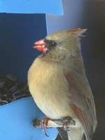 Cardinal 2