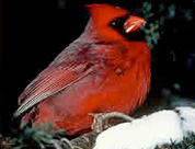 Cardinal 