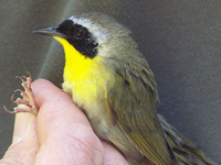 Common yellowthroat
