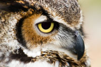Great-horned owl / Grand-duc d’Amérique 