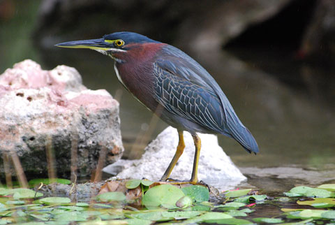 Green heron 480