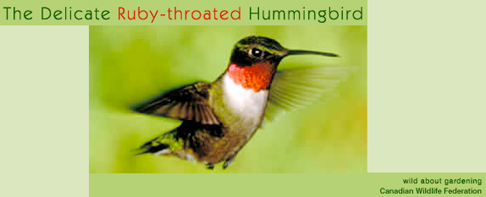 Ruby-Throated Hummingbird Banner