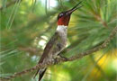 ruby throated hummingbird male 130
