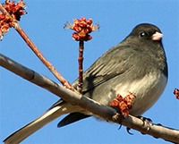 Junco 