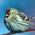 common redpoll
