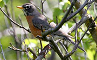 Robin 