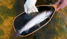 Arctic grayling