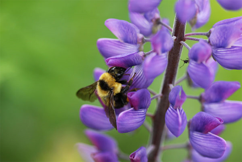 Bumblebee on purple flower 