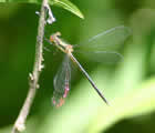 Dragonflies & Damselflies 