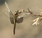 Dragonflies & Damselflies 