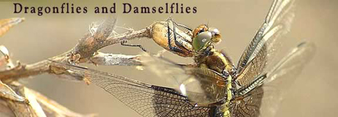 Dragonflies & Damselflies Banner