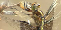 Dragonflies and Damselflies