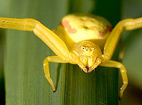 Goldenrod spider 