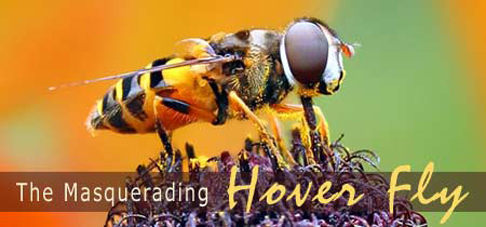 Hoverfly Banner