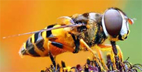 Hoverfly 
