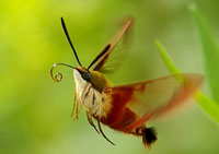 Hummingbird Clearwing Moth