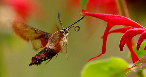 hummingbird moth: Hummingbird Moth