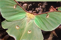 Luna Moth 