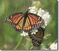 Monarch 