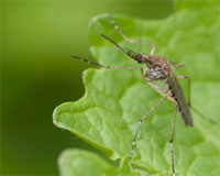 Mosquito / Moustique