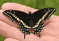 swallowtail butterfly