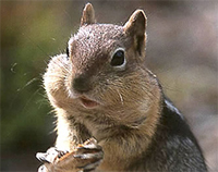 Chipmunk 