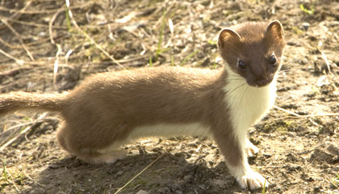 brown ermine